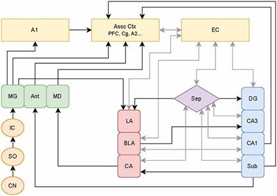 Plasticity in Limbic Regions at Early Time Points in Experimental Models of Tinnitus